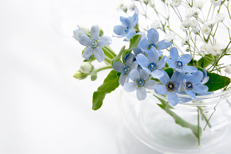 イメージ画像_青い花