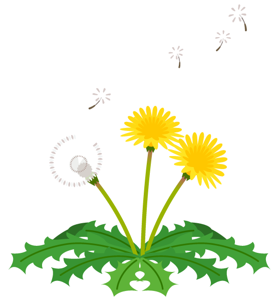 たんぽぽイラスト