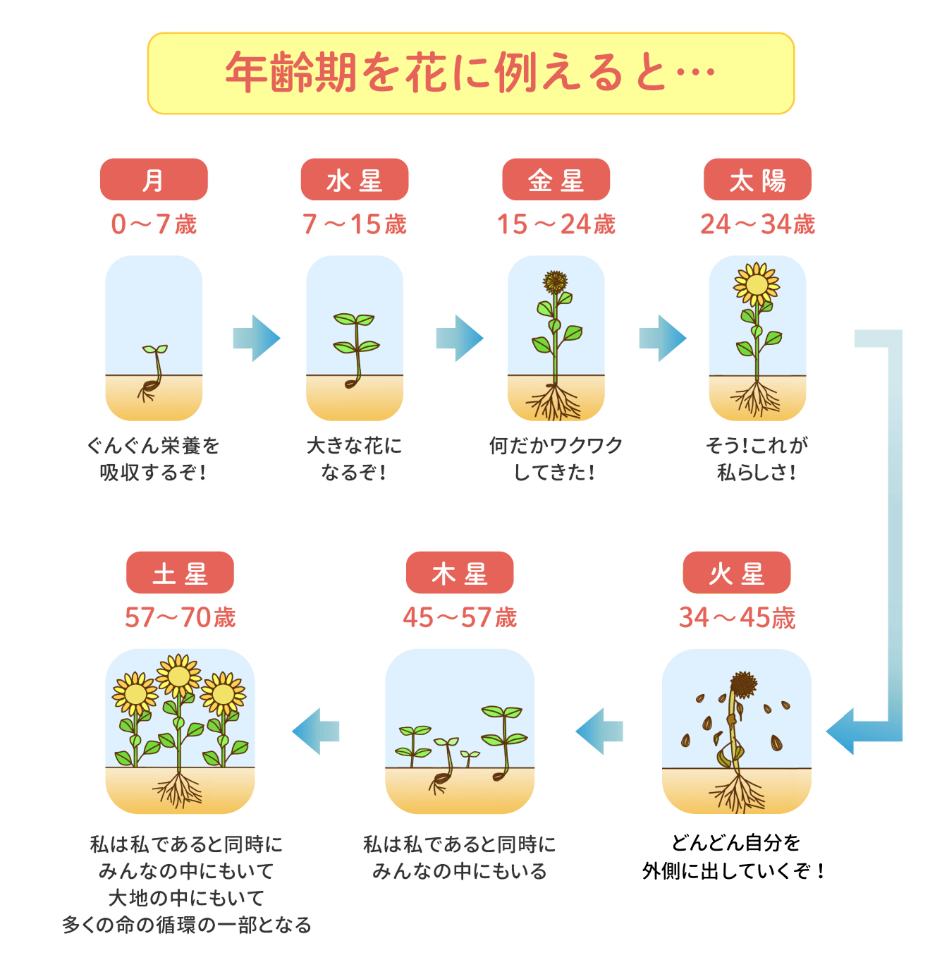 年齢域_花の成長